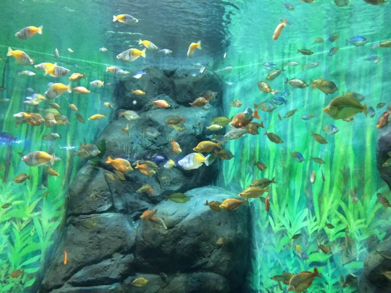 上海海洋水族馆