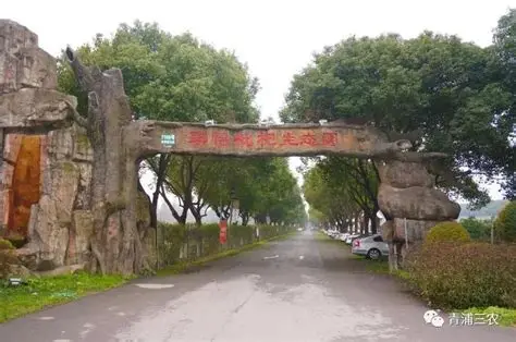 上海联怡枇杷乐园