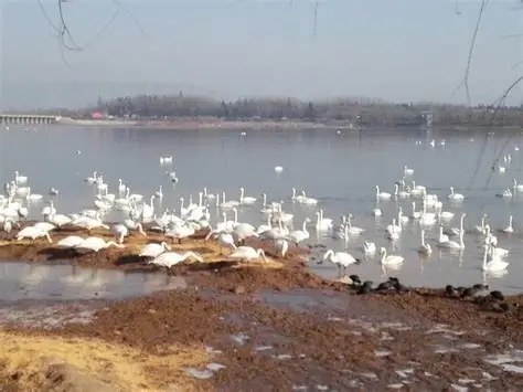 天鹅湖
