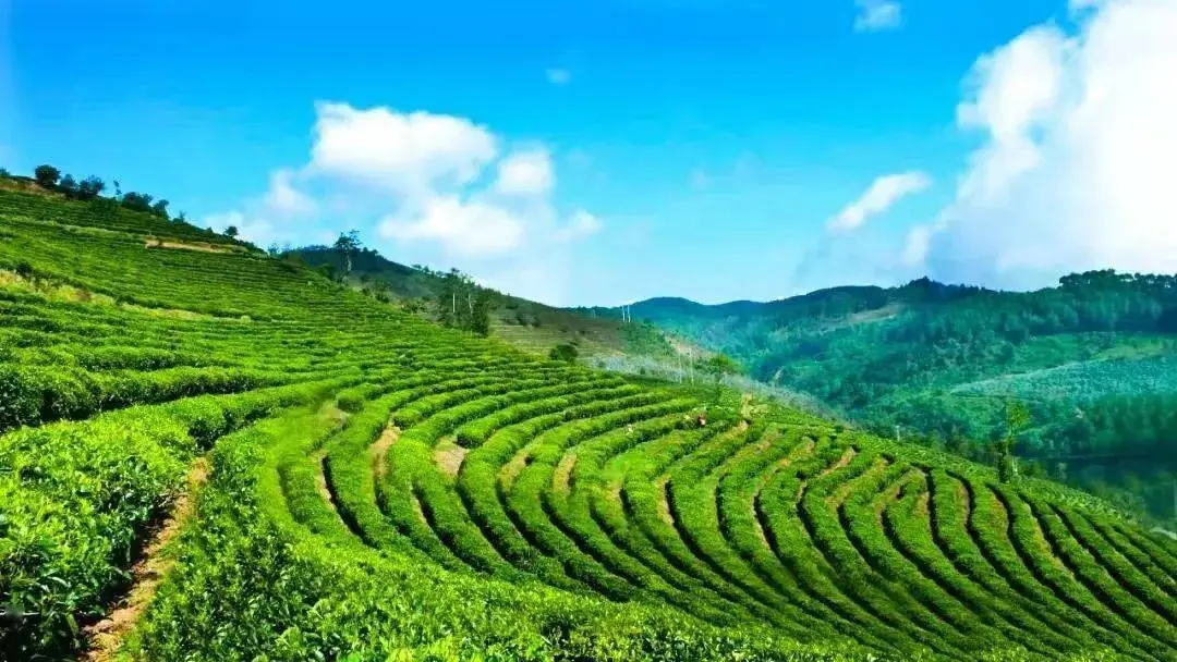 冰岛古茶园