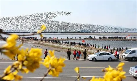 鸭绿江口湿地