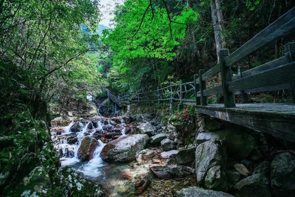 箬寮原始林