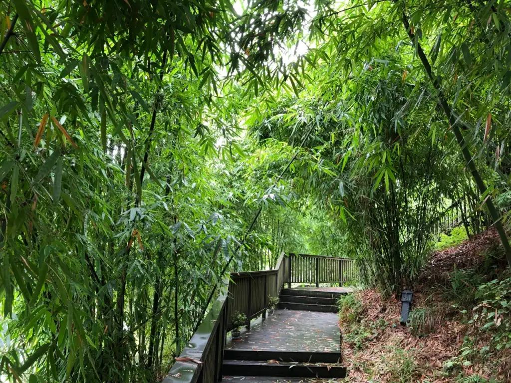 沐川竹海