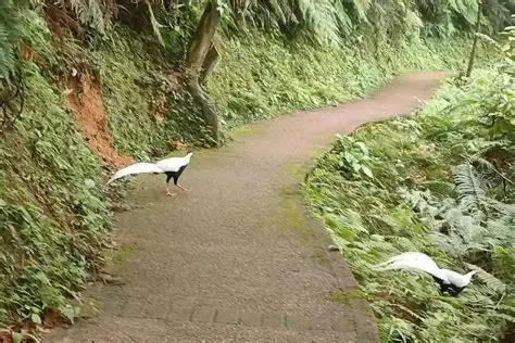 南山森林公园