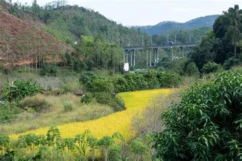 连滩镇油菜花田