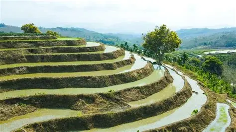 牙胡梯田