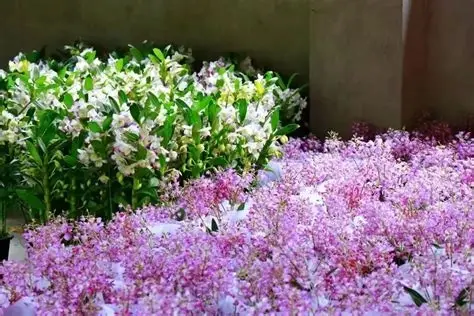 中国龙陵石斛花卉旅游景区