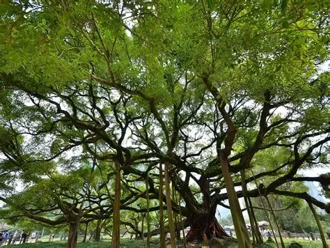 亚洲第一大榕树