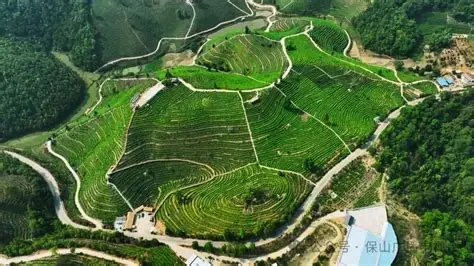 昌宁红茶园