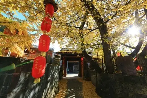银杏村