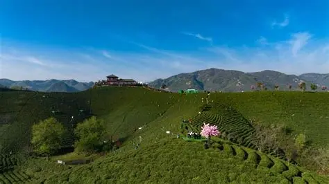 信阳毛尖茶文化园