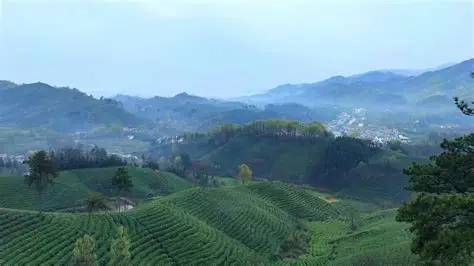 文新茶村
