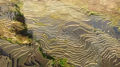 元阳