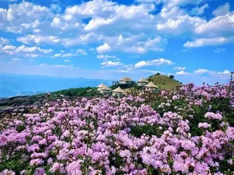 百草坪