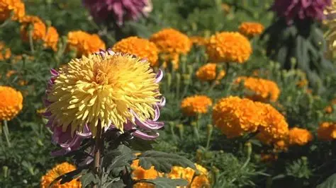 北京国际鲜花港