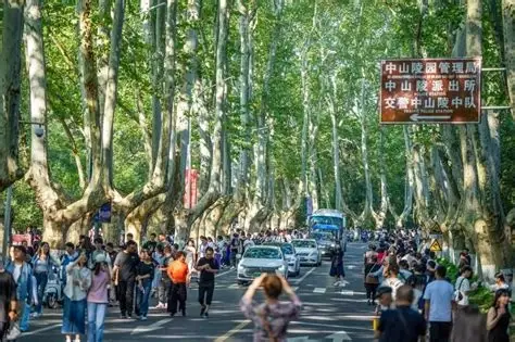 南京梧桐大道(陵园路)