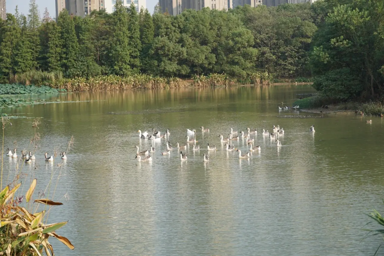 艾溪湖森林湿地公园
