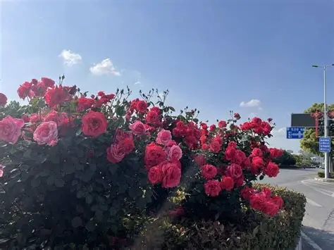 南阳世界月季大观园