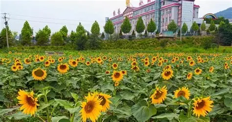 永吉口前向日葵花海