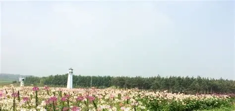 金珠花海