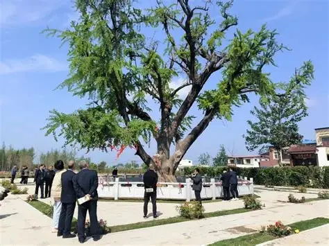千年白果树