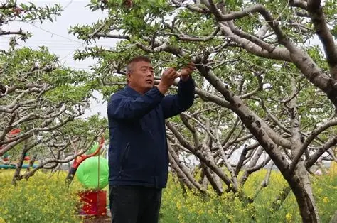 黄桥桃花园
