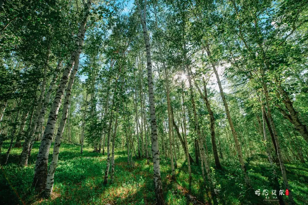 白桦林景区