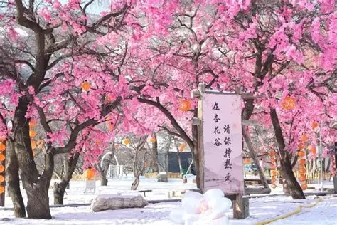 乌素图杏花谷