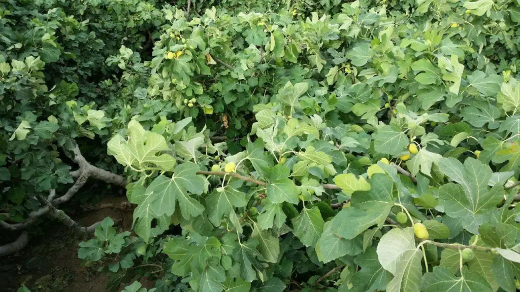 无花果王树