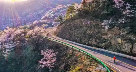 大幕山樱花