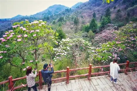 木王国家森林公园