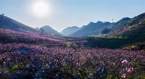 桃花谷