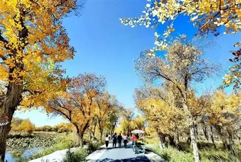伽师县城中胡杨生态园景区