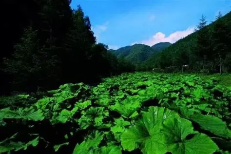 野荷谷
