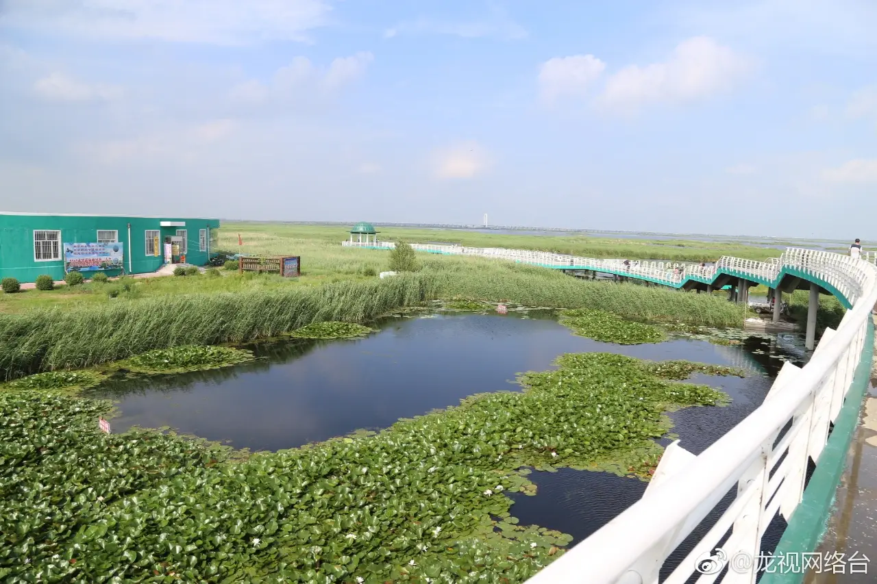 龙凤湿地