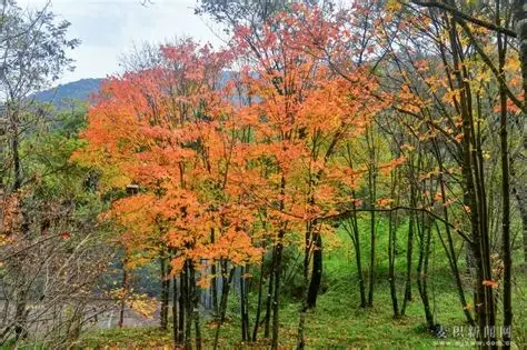 麦积山植物园