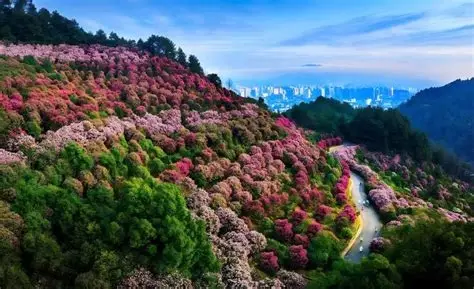中坡山森林公园