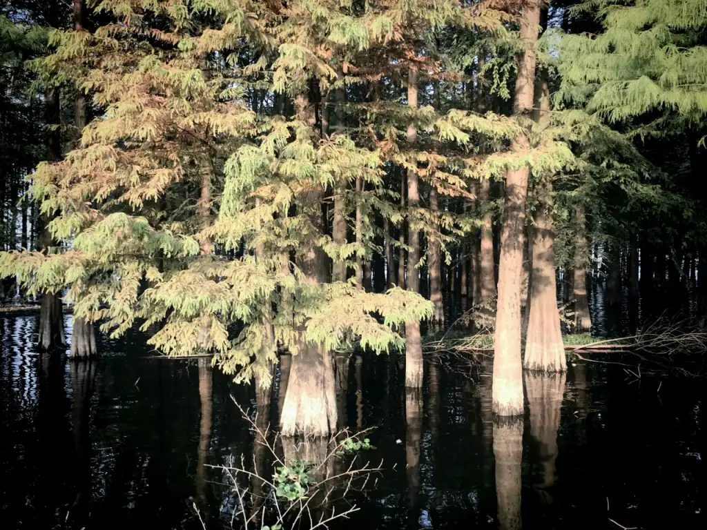 四明湖水杉湿地