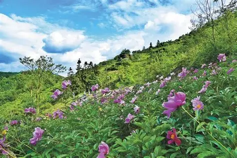 平利芍药谷景区