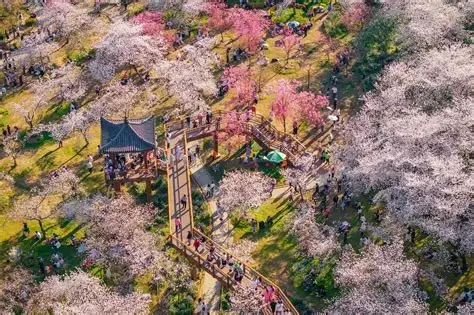 樱花观景台