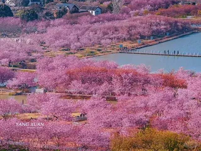 同心花海