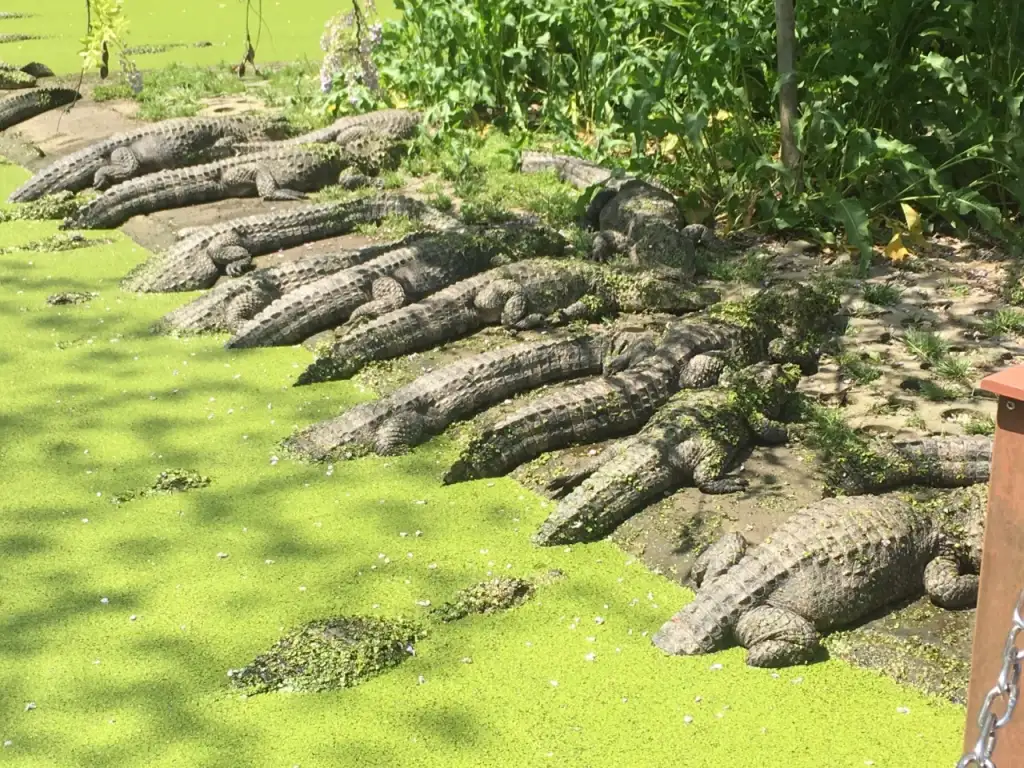 中国鳄鱼湖