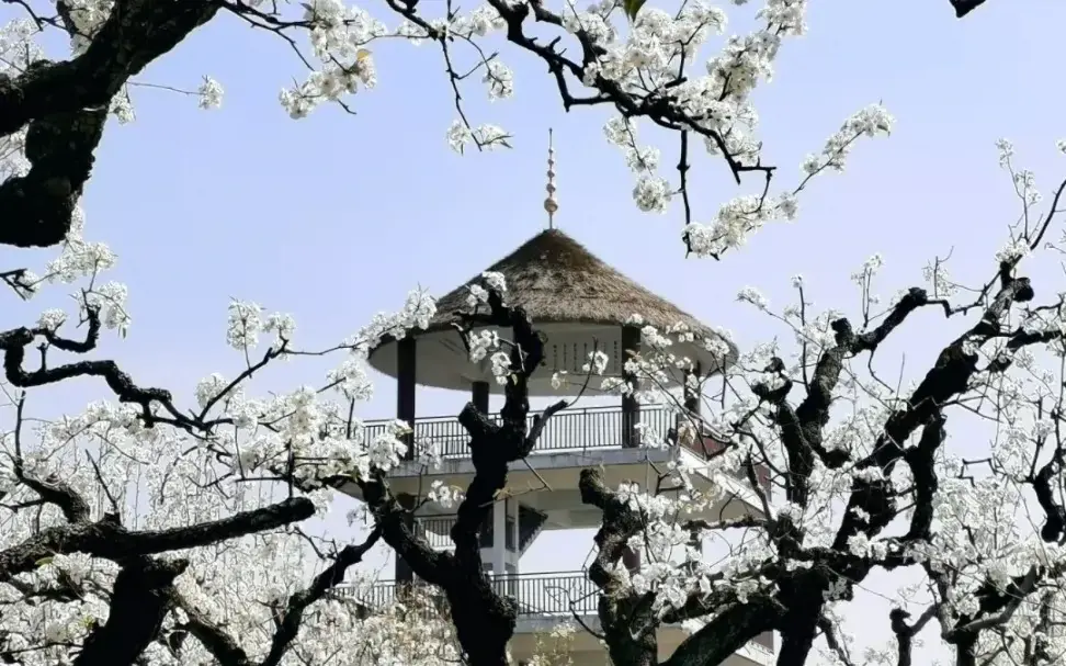 百年梨园风景区