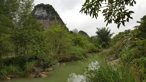 德天老木棉景区