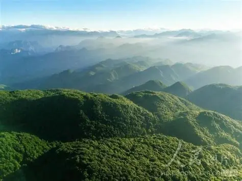 梨子坪森林公园