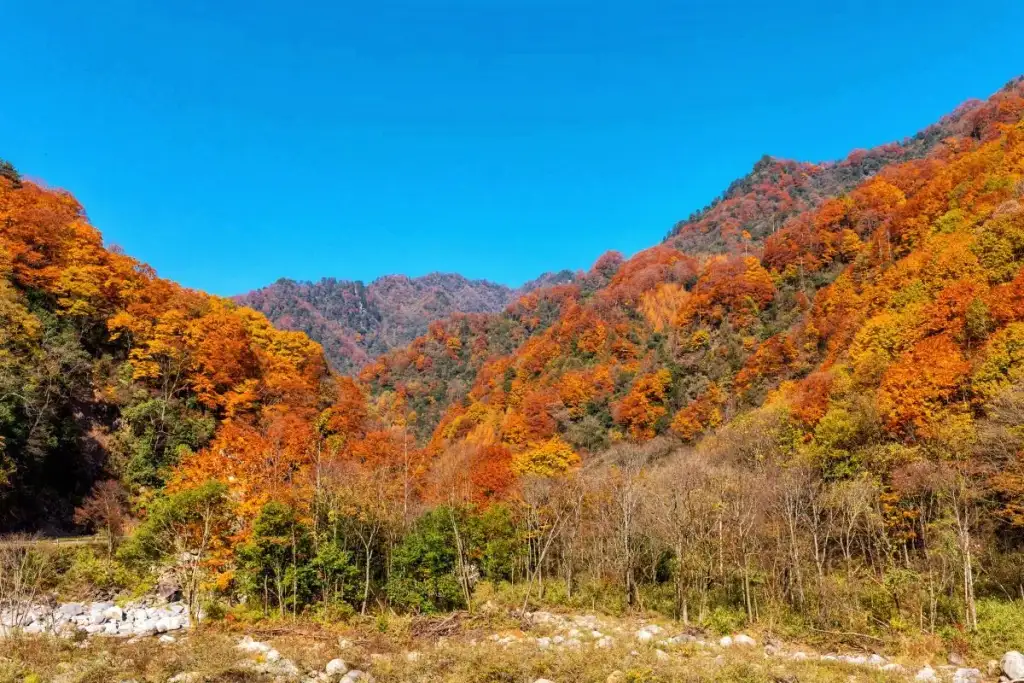 米仓山国家森林公园