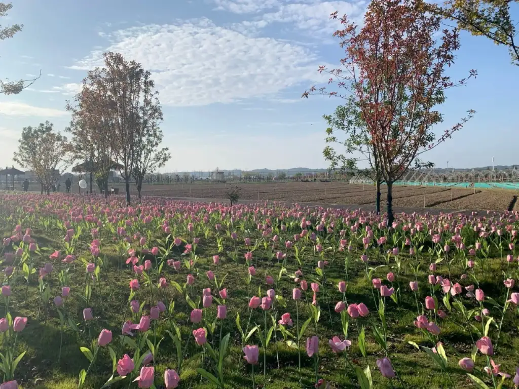 新枫林花海