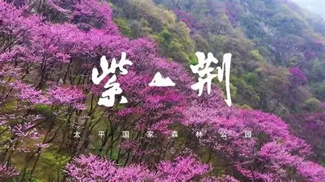 紫荆山