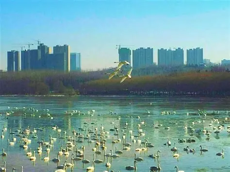 张北·天鹅湖湿地公园