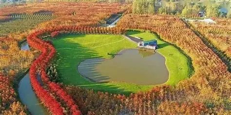 大运河红枫森林景区